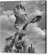 Red Tailed Hawk Wings Bw Acrylic Print
