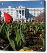 Red Tulip At The Greenbrier Acrylic Print