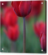 Red Tulip Acrylic Print