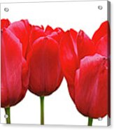 Red Tulip Triptych On White Acrylic Print