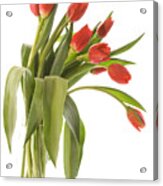 Red Tulips Acrylic Print
