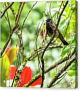 Red-vented Bulbul Acrylic Print