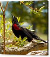 Red-winged Blackbird 2 Acrylic Print