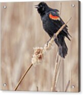 Male Red-winged Blackbird In A Minnesota Marsh Acrylic Print