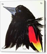 Red Winged Blackbird Acrylic Print