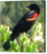 Red-winged Blackbird Acrylic Print