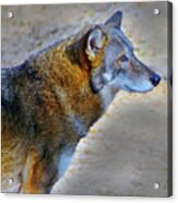 Red Wolf Standing Acrylic Print