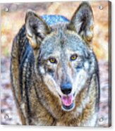 Red Wolf Staring - Two Acrylic Print