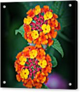 Red Yellow And Orange Lantana Acrylic Print