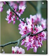 Redbud Acrylic Print