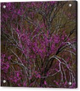 Redbud In The Spring Woods Acrylic Print