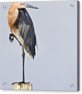 Reddish Egret On Coastal Carolina Piling Acrylic Print