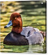 Redheaded Duck Acrylic Print