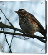 Redwing Perched Acrylic Print