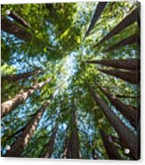 Redwood Cathedral Acrylic Print