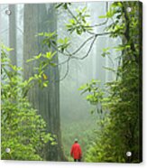 Redwood Foggy Forest, Hiker On Trail Acrylic Print