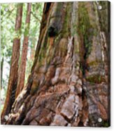 Redwood Mountain Grove Giant Sequoia Portrait Acrylic Print