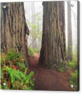 Redwood Trail Acrylic Print