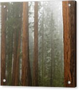 Redwood Trees In Fog Acrylic Print