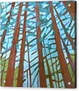 Redwood Trees Acrylic Print