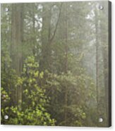 Redwoods In Fog Acrylic Print