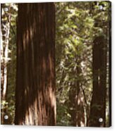 Redwoods Acrylic Print