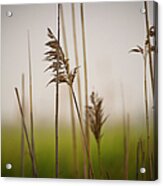 Reeds In The Mist Iv Acrylic Print