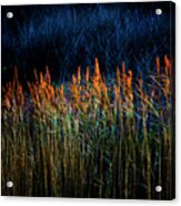 Reeds In The Very Last Light Acrylic Print