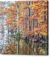 Reelfoot Lake 2015 12-13 Panorama Acrylic Print