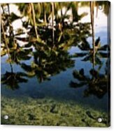 Reflected Palms Acrylic Print