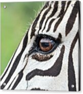 Reflection In A Zebra Eye Acrylic Print
