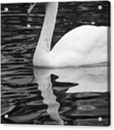 Reflection Of A White Swan Acrylic Print