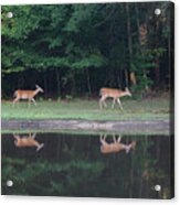 Reflections Of Deer Acrylic Print