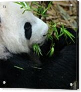 Relaxed Panda Bear Eats With Green Leaves In Mouth Acrylic Print