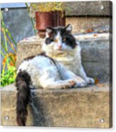 Relaxing On The Stairs Acrylic Print