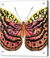 Resplendent Forester Butterfly Acrylic Print