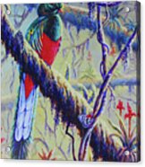 Resplendent Quetzal Acrylic Print