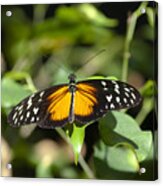 Resting Butterfly Acrylic Print