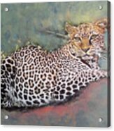 Resting Leopard Acrylic Print