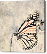 Reve De Papillon - 11a Acrylic Print