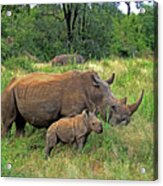 Rhinoceros Acrylic Print