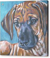 Rhodesian Ridgeback Puppy Acrylic Print