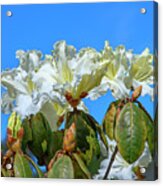 Rhododendron Ciliicalyx Dthn0213 Acrylic Print