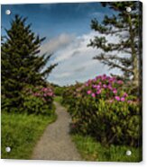 Rhododendron Line The Trail Acrylic Print