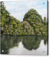 Rhododendrons By The River Acrylic Print