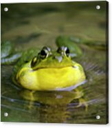 Ribbit Frog Acrylic Print