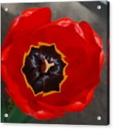 Rich Red Tulip Acrylic Print