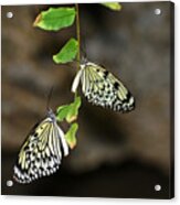 Right And Left Wings Acrylic Print