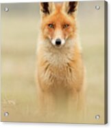 Right Into Your Soul - Red Fox Acrylic Print