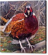 Ring Neck Pheasant Acrylic Print